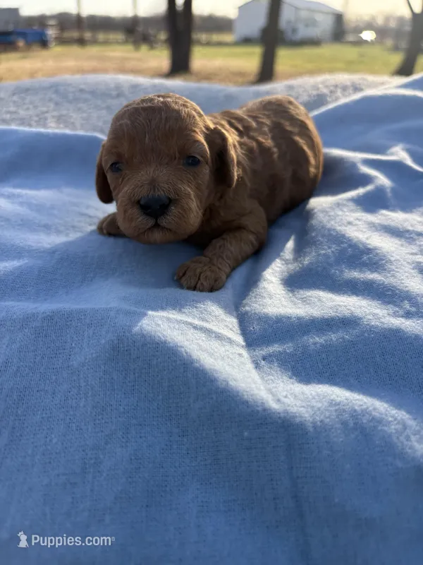 Candy, a female Cavapoo for sale in Neosho, MO – Photo 1 of 3