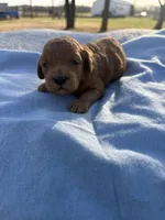 Candy, a female Cavapoo for sale in Neosho, MO – Photo 1 of 3