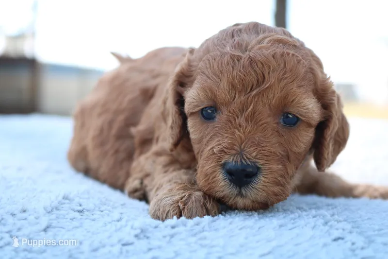 Candy – Cavapoo puppy for sale in Neosho, MO