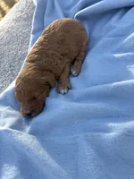 Sparky, a male Cavapoo for sale in Neosho, MO – Photo 2 of 3