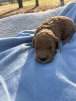 Sparky, a male Cavapoo for sale in Neosho, MO – Photo 1 of 3