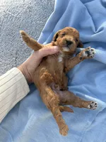 Sparky, a male Cavapoo for sale in Neosho, MO – Photo 3 of 3