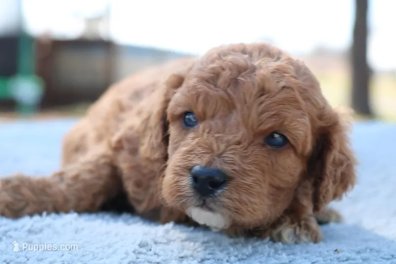 Sparky – Cavapoo puppy for sale in Neosho, MO