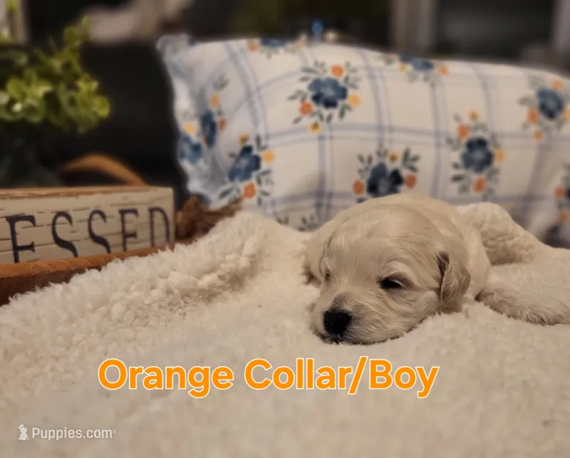 Mini'/Toy schnoodle *Orange