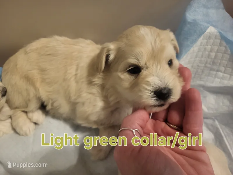 Mini-Toy Schnoodle L-Green