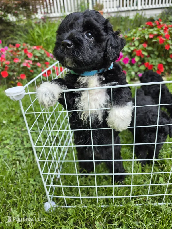 Mini' Schnoodle/ Blue Collar – Schnoodle puppy for sale in Burnsville, NC