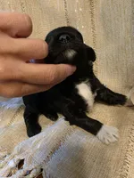 Mini' Schnoodle/ Blue Collar, a male Schnoodle for sale in Burnsville, NC – 2 of 5