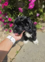 Mini' Schnoodle/ Blue Collar, a male Schnoodle for sale in Burnsville, NC – 4 of 5