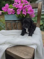 Mini' Schnoodle/ Blue Collar, a male Schnoodle for sale in Burnsville, NC – 5 of 5