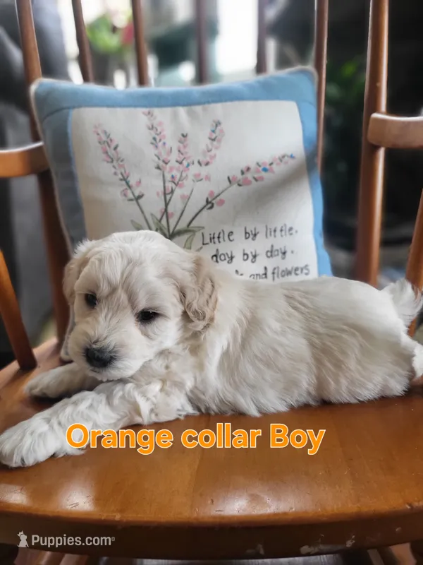 Mini-Toy Schnoodle ORANGE