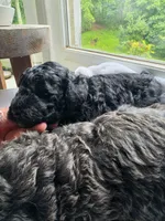 Mini' Schnoodle /Pink Collar , a female Schnoodle for sale in Burnsville, NC – 4 of 6