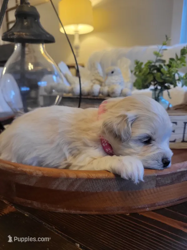 Mini-Toy Schnoodle PINK