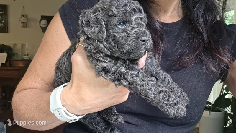 Mini' Schnoodle /Pink Collar  – Schnoodle puppy for sale in Burnsville, NC