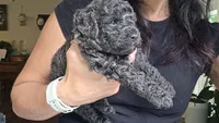 Mini' Schnoodle /Pink Collar , a female Schnoodle for sale in Burnsville, NC – 1 of 6