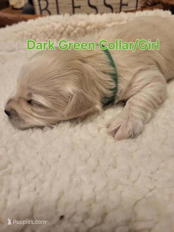 Mini'/Toy Schnoodle GREEN