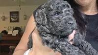 Mini' Schnoodle /Pink Collar , a female Schnoodle for sale in Burnsville, NC – 2 of 6
