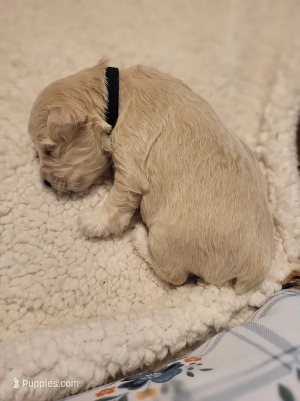 Mini'/Toy Schnoodle BLACK