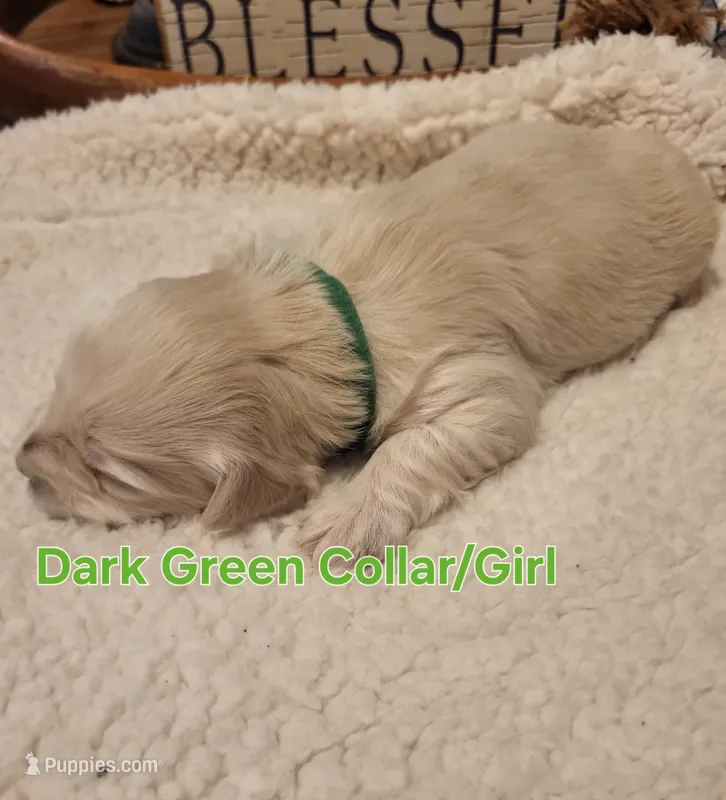 Mini'/Toy Schnoodle D-GREEN