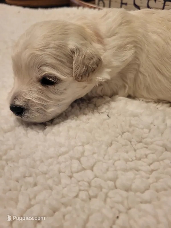 Mini'/Toy Schnoodle ORANGE