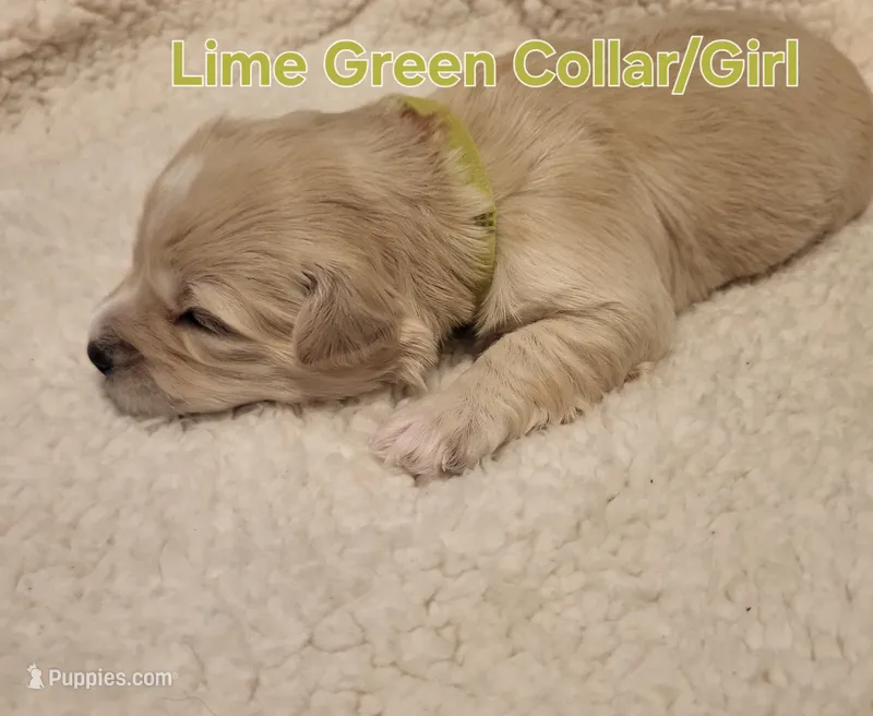 Mini'/Toy Schnoodle L-GREEN