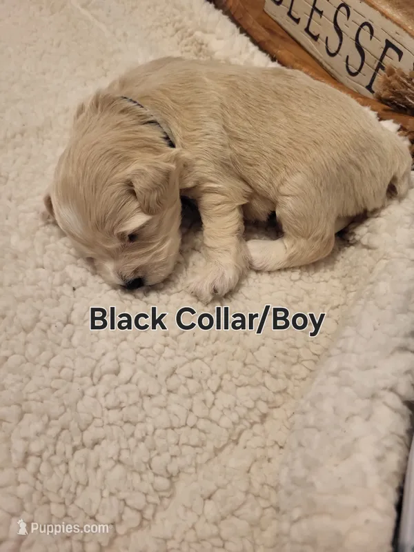 Mini'/Toy schnoodle *Black