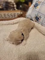 processed/5876469b-9d90-43a3-83e1-c0d4e642cb3c/listing/cafb732c-46c1-46bc-984c-dd9d5034396c/8922382a-5fa4-43d0-9a0b-dc3a4eb53f69