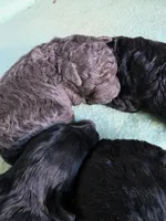 Mini' Schnoodle /Pink Collar , a female Schnoodle for sale in Burnsville, NC – 3 of 6