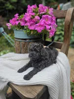 Mini' Schnoodle /Pink Collar , a female Schnoodle for sale in Burnsville, NC – 6 of 6