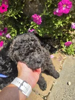 Mini' Schnoodle /Pink Collar , a female Schnoodle for sale in Burnsville, NC – 5 of 6