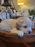 processed/5876469b-9d90-43a3-83e1-c0d4e642cb3c/listing/e51d5588-29e4-4448-a30d-2398bb6d66e0/7bf7ad95-4372-4fce-aced-22a5ee636e89