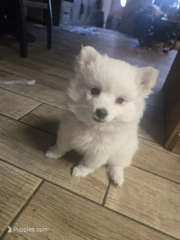 Green Girl – American Eskimo puppy for sale in Jacksonville, FL