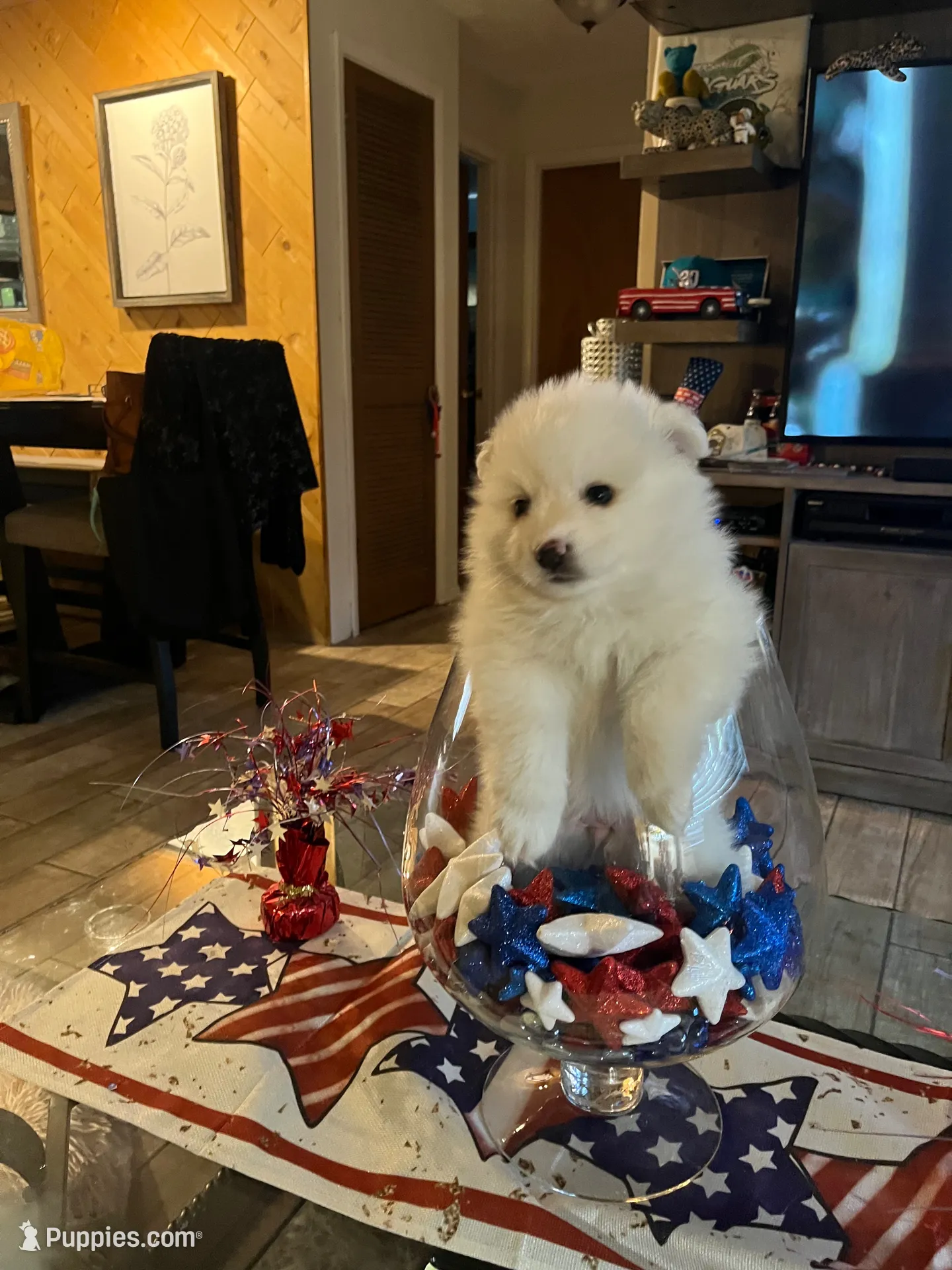 Pink Girl, a female American Eskimo for sale in Jacksonville, FL – 4 of 9