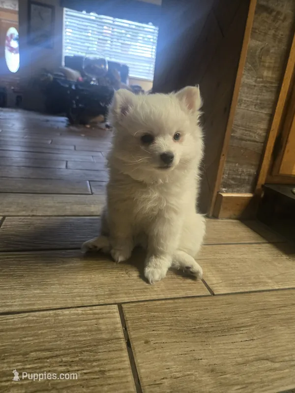 Blue Boy – American Eskimo puppy for sale in Jacksonville, FL
