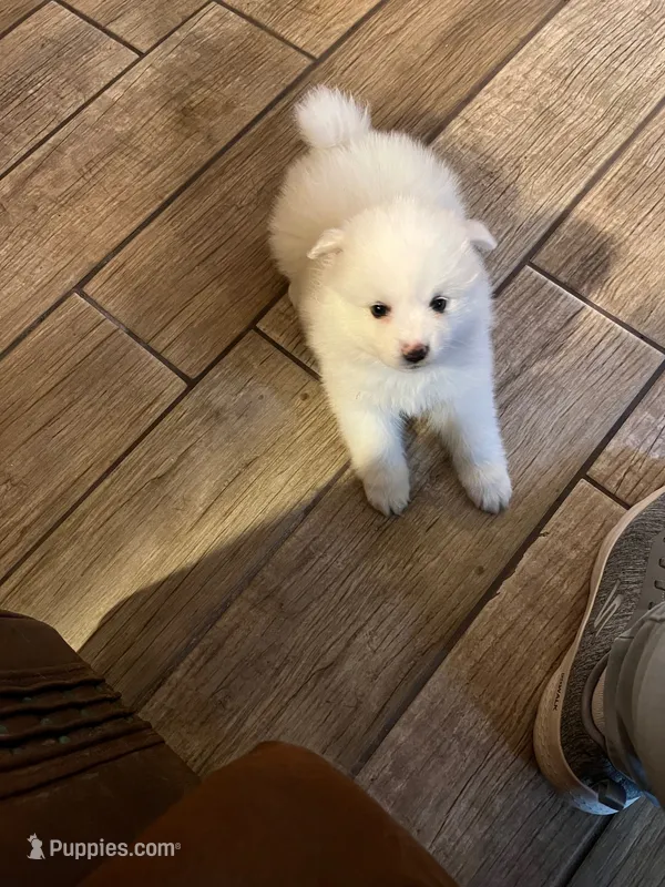 Pink Girl – American Eskimo puppy for sale in Jacksonville, FL