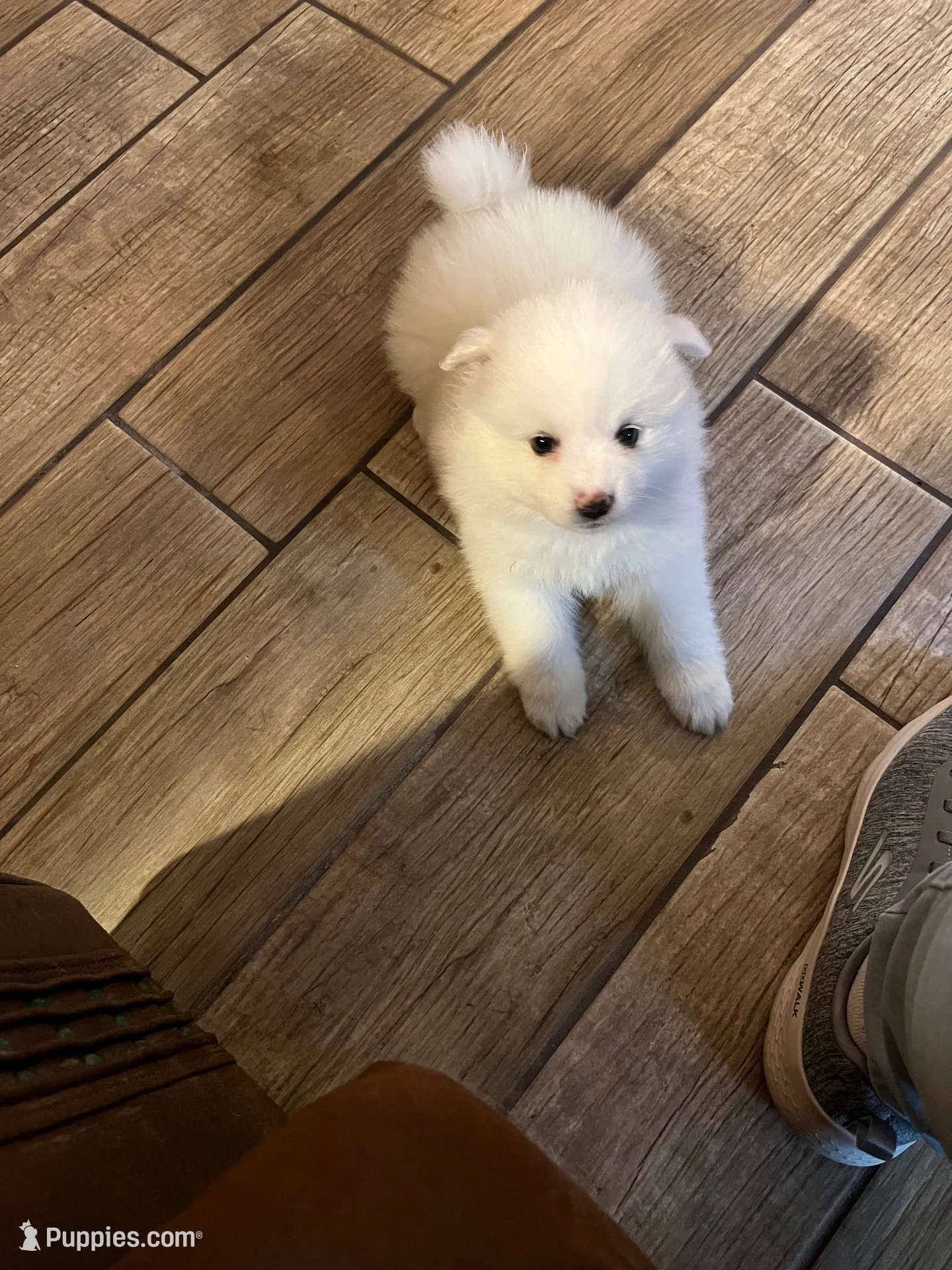 Pink Girl, a female American Eskimo for sale in Jacksonville, FL – 1 of 9