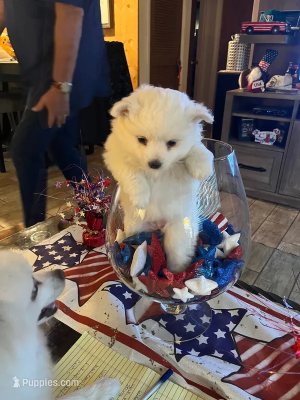 Green Girl – American Eskimo puppy for sale in Jacksonville, FL