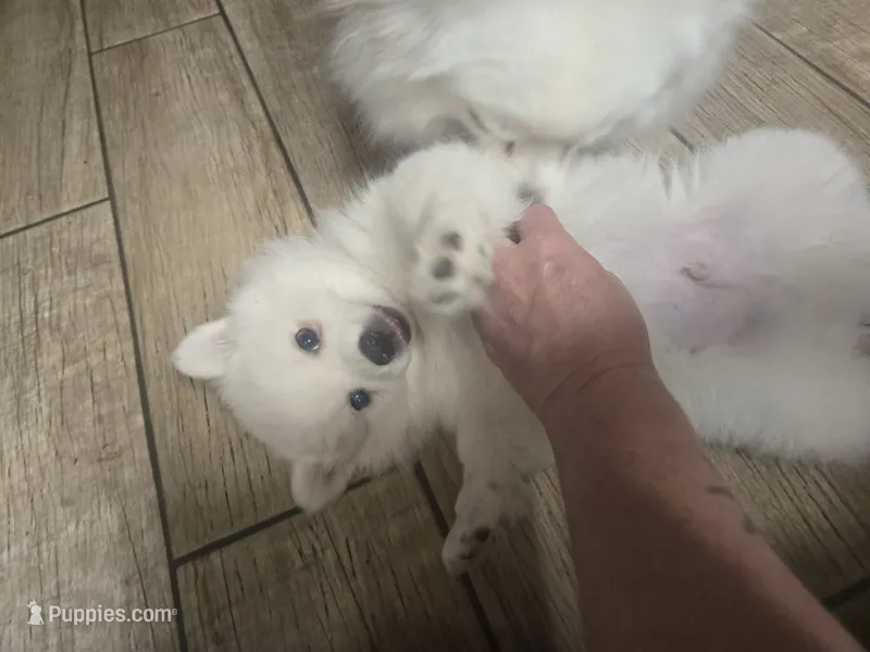 Blue Boy – American Eskimo puppy for sale in Jacksonville, FL