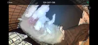 Green Girl, a female American Eskimo for sale in Jacksonville, FL – 3 of 6