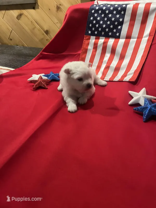 Green Girl – American Eskimo puppy for sale in Jacksonville, FL