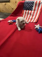 Green Girl, a female American Eskimo for sale in Jacksonville, FL – 1 of 6