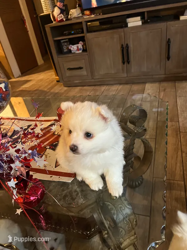 Blue Boy – American Eskimo puppy for sale in Jacksonville, FL