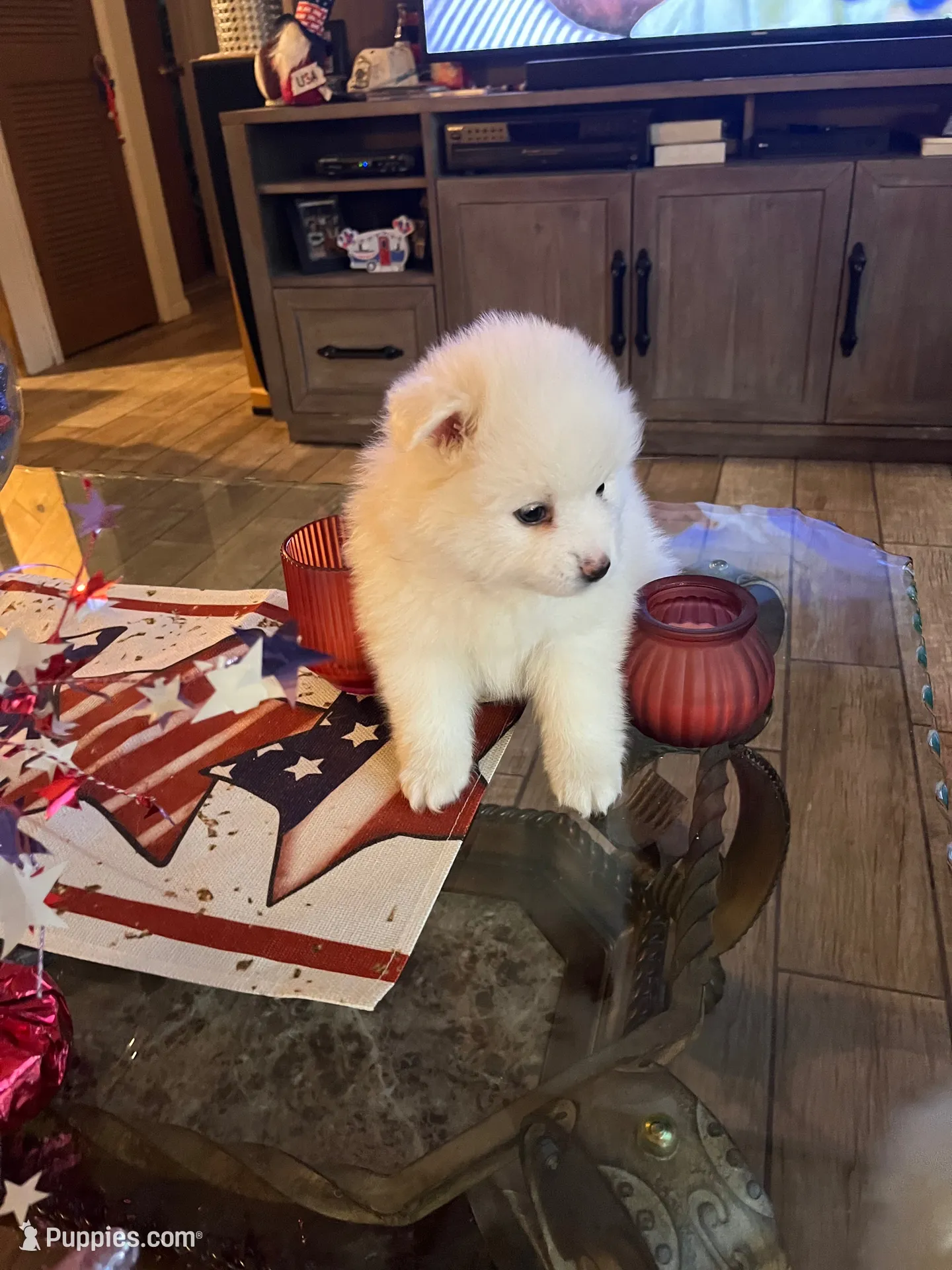 Pink Girl, a female American Eskimo for sale in Jacksonville, FL – 2 of 9