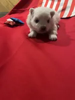 Blue Boy, a male American Eskimo for sale in Jacksonville, FL – 3 of 6