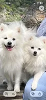 Blue Boy, a male American Eskimo for sale in Jacksonville, FL – 5 of 6