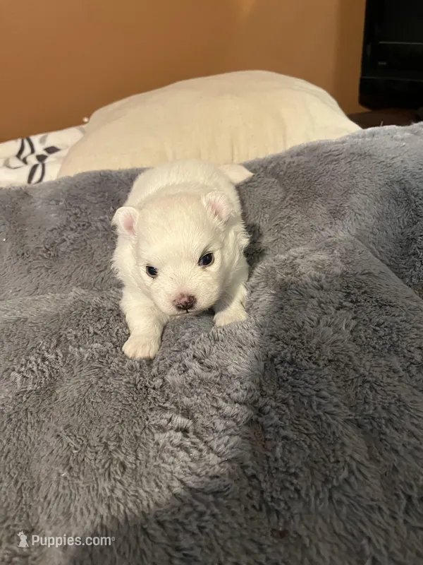 Blue Boy – American Eskimo puppy for sale in Jacksonville, FL