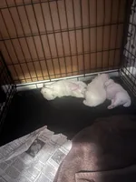 Blue Boy, a male American Eskimo for sale in Jacksonville, FL – 2 of 6
