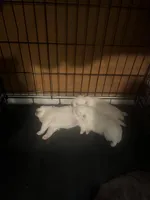 Pink Girl, a female American Eskimo for sale in Jacksonville, FL – 3 of 6