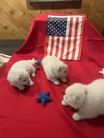 Pink Girl, a female American Eskimo for sale in Jacksonville, FL – 5 of 6