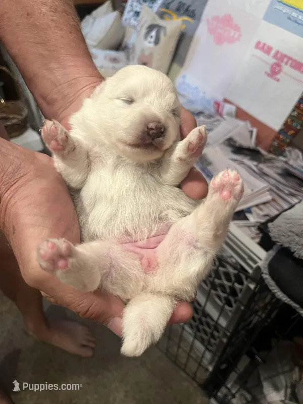 Pink Girl – American Eskimo puppy for sale in Jacksonville, FL