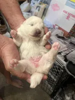 Pink Girl, a female American Eskimo for sale in Jacksonville, FL – 1 of 6